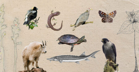 illustration showing some of the at-risk species being considered for listing under the Forest and Range Practices Act