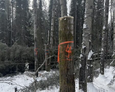 Orange flagging tape and spray paint marks a tall stump, sawn off above.