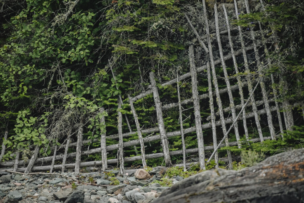 Lake Superior caribou: a lattice of sticks, laid out in a grid formation with foliage growing between and around it