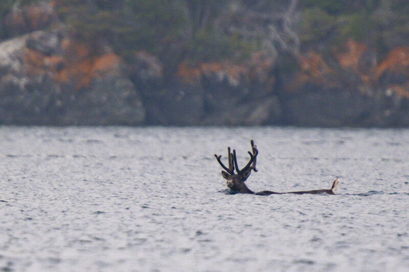 A caribou bull looks directly into the camera as it swims through a channel in Lake Superior