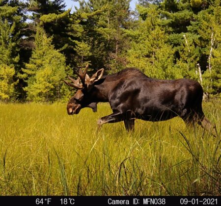 A moose walks through tall grass with trees in the background