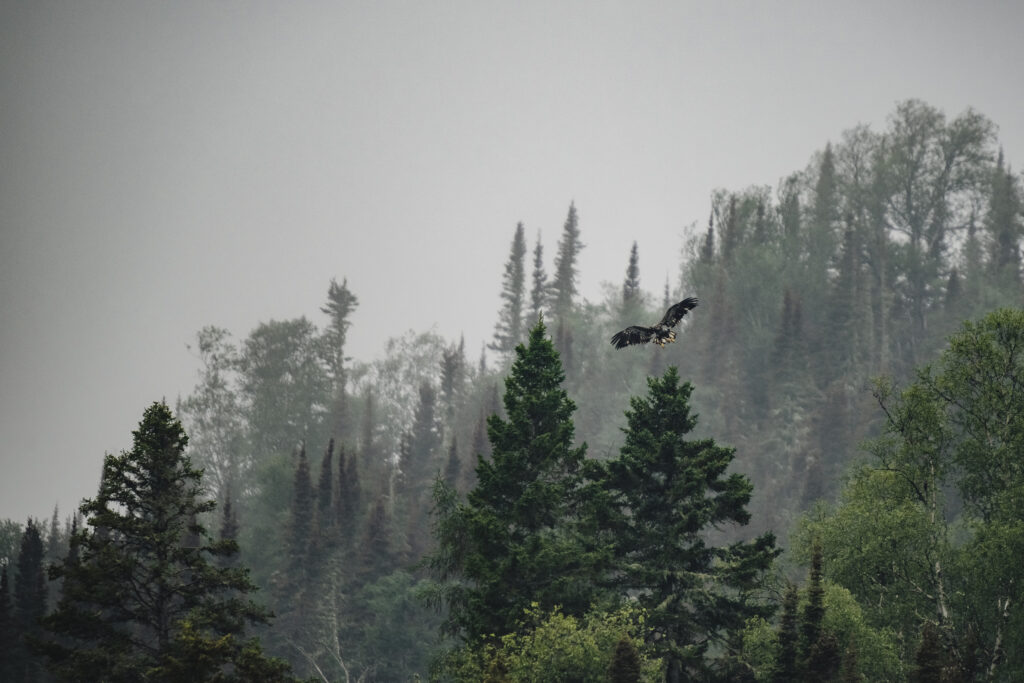 Lake Superior caribou: a big, mottled eagle swoops in for a landing on a pine tree