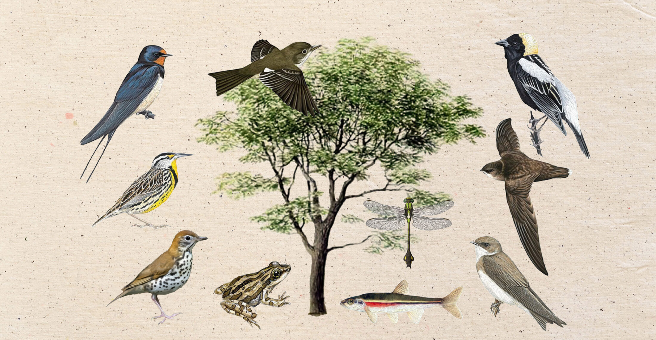 Illustrations of 11 species, with a tree at the centre surrounded by birds, a minnow, a frog and a dragonfly.