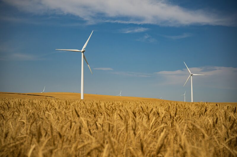 Several large wind turbines in a golden field with blue skies