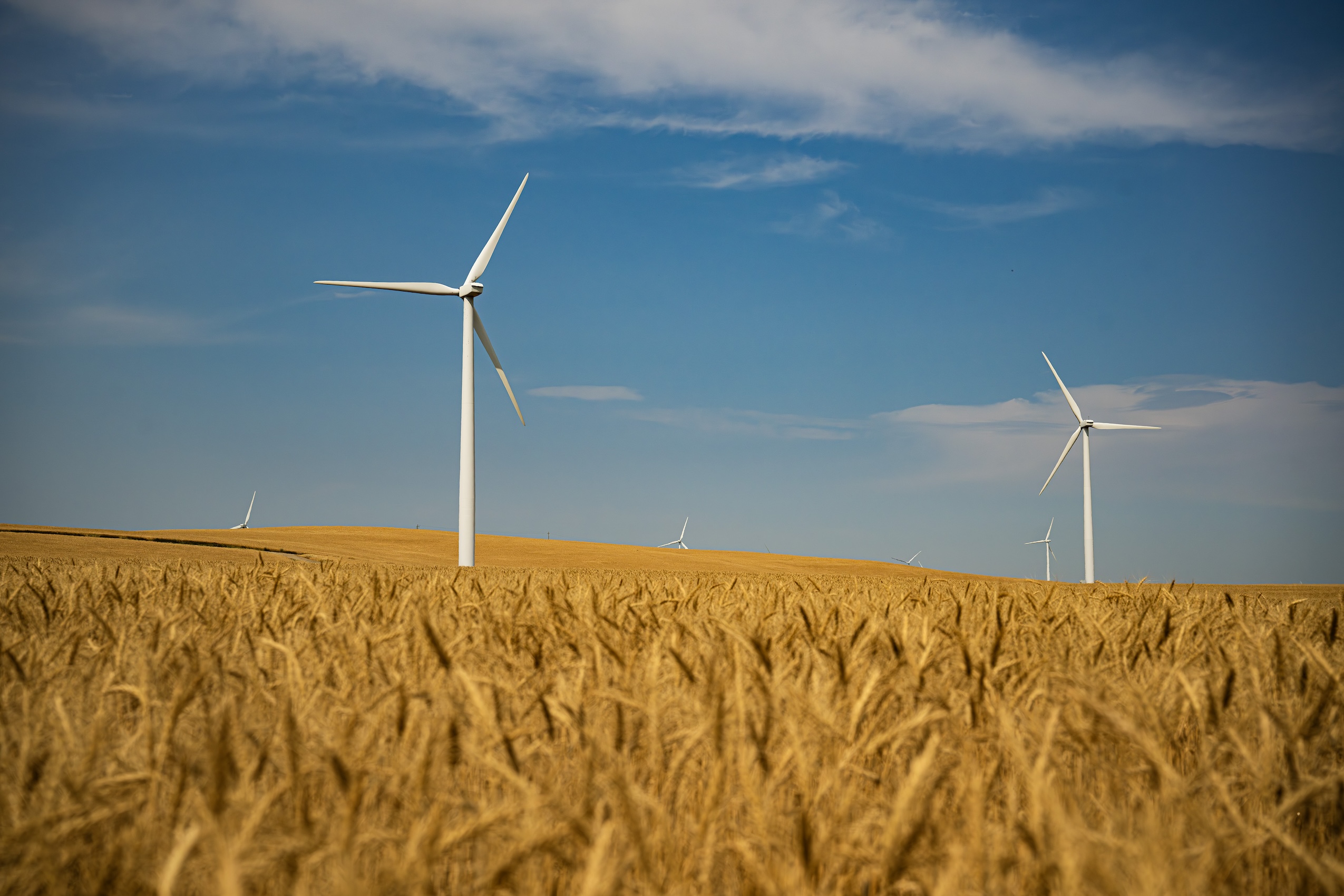 Kneehill County: Several large wind turbines in a golden field with blue skies