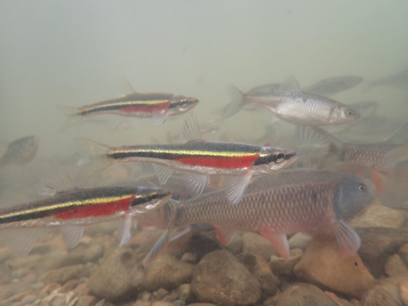 Redside dace, silver minnows with a red stripe, underwater in a creek with a rocky bottom