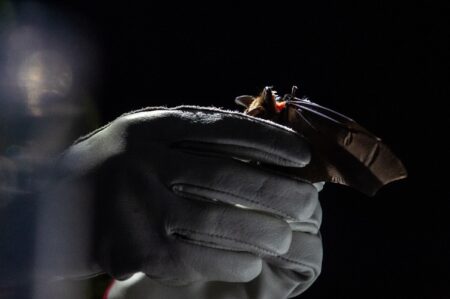 A bat, with mouth open and teeth showing, in a pair of gloved hands on a dark night