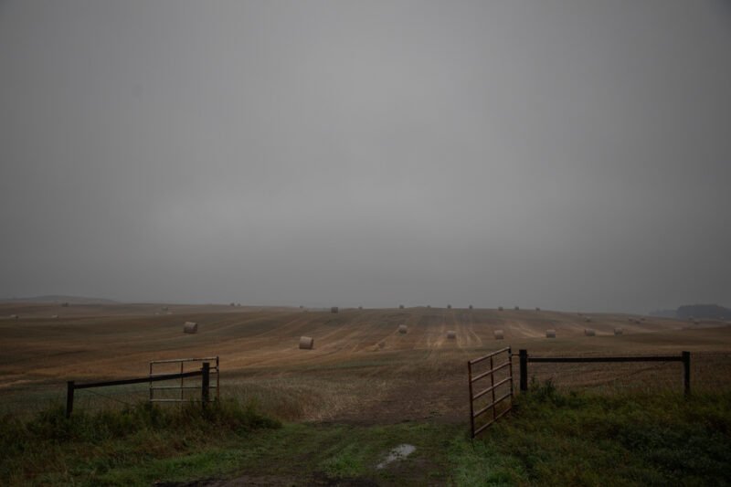 An open gate leads to a field of large round bales on a grey day