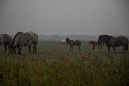 Seven horses graze in a field on a cloudy grey day