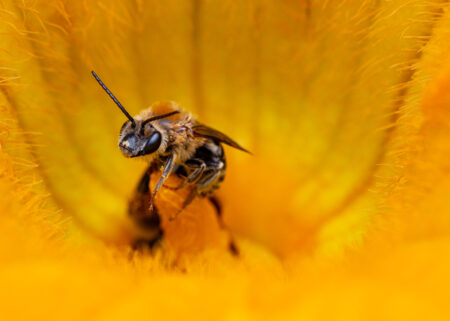 A bee on the stamen of a yellow flower