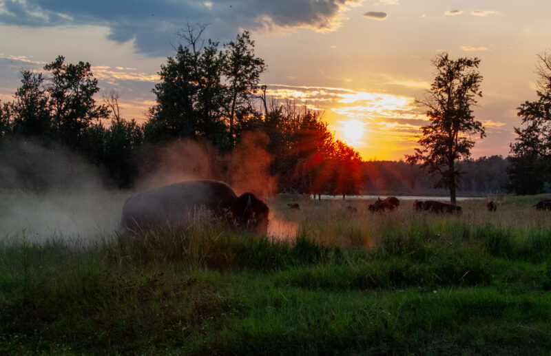 A group of Buffalo take dirt baths and spar in a wallow, creating a cloud of dust in the warm sun.