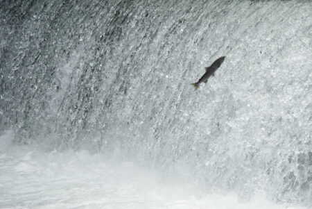 Salmon jumping up a waterfall