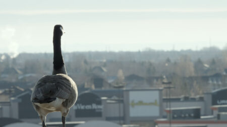 In a still from the short film Modern Goose, a Canada goose stands on a rooftop overlooking a Winnipeg shopping mall