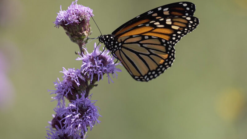 A single monarch butterfly on a cluster of purple blazing stars