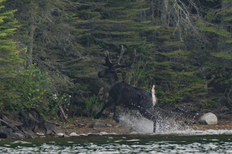 A woodland caribou leaps out of Lake Superior, onto the shore and into a forest