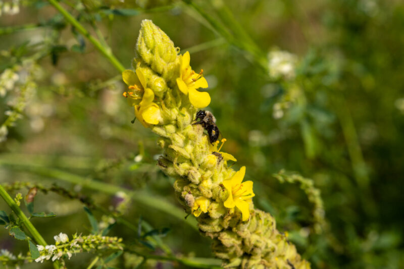 Highway 413: a bee perched on a flower