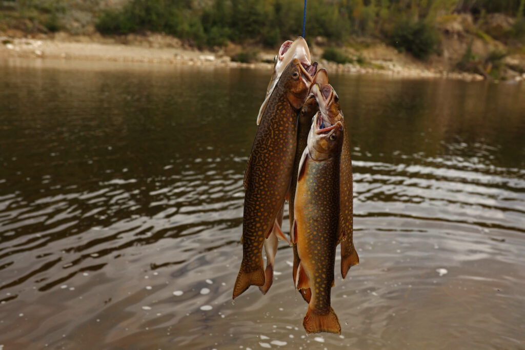 Several fish dangle from a line over a body of water