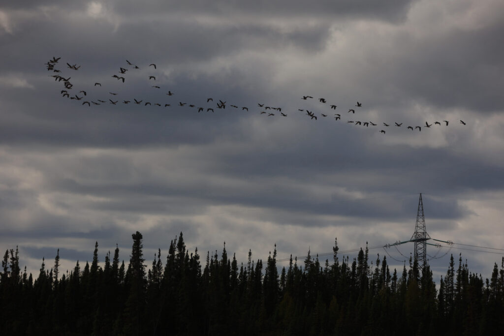 Geese fly over Manitoba Hydro transmission towers and forest in front of cloudy skies