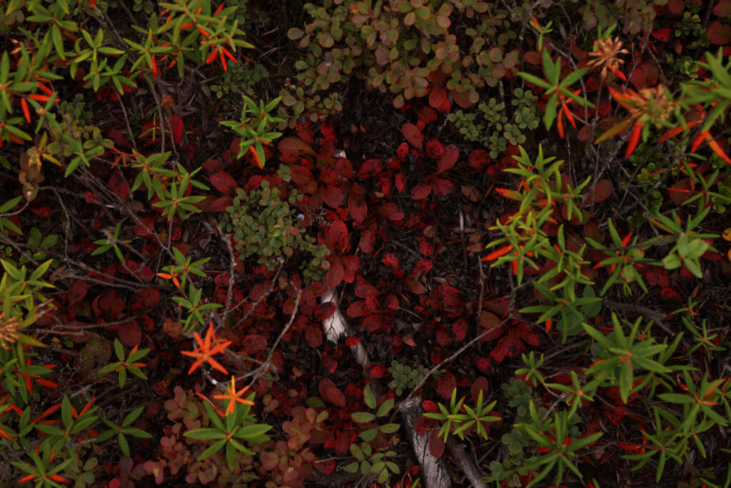 A myriad of colourful plants cover the ground along a cliff