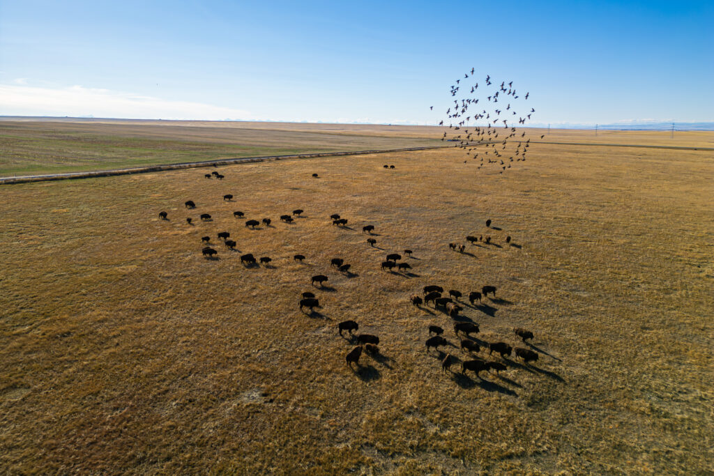 A flock of birds flies overhead the Kainai Nation's bison herd on a wide field on the Kainai Nation under blue skies