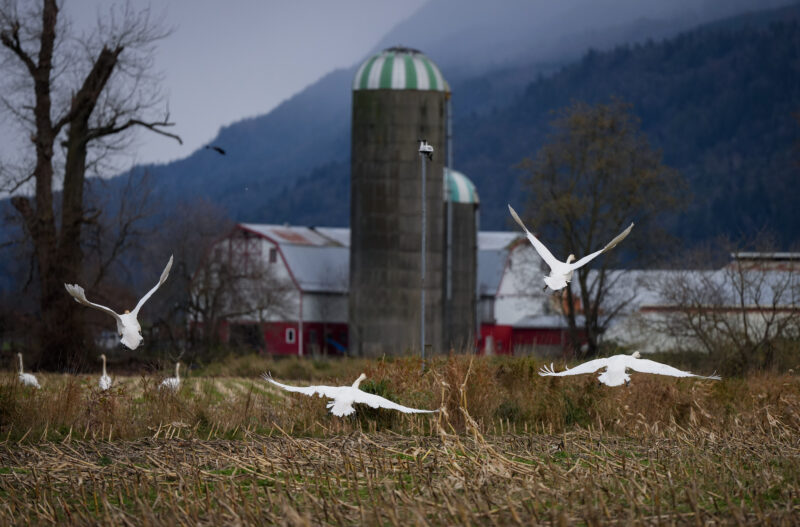 Migratory snow geese land near a farm in Abbotsford, B.C.
