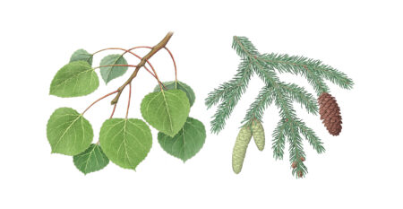 Illustrations of an aspen branch with leaves and a pine branch with leaves side-by-side