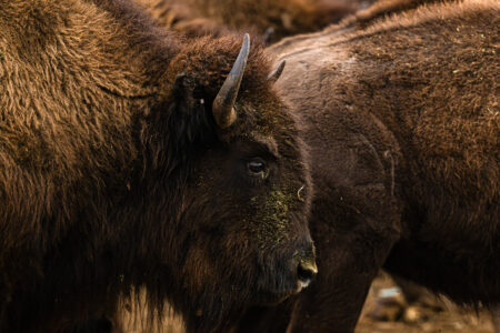 closeup of a bison head among a herd