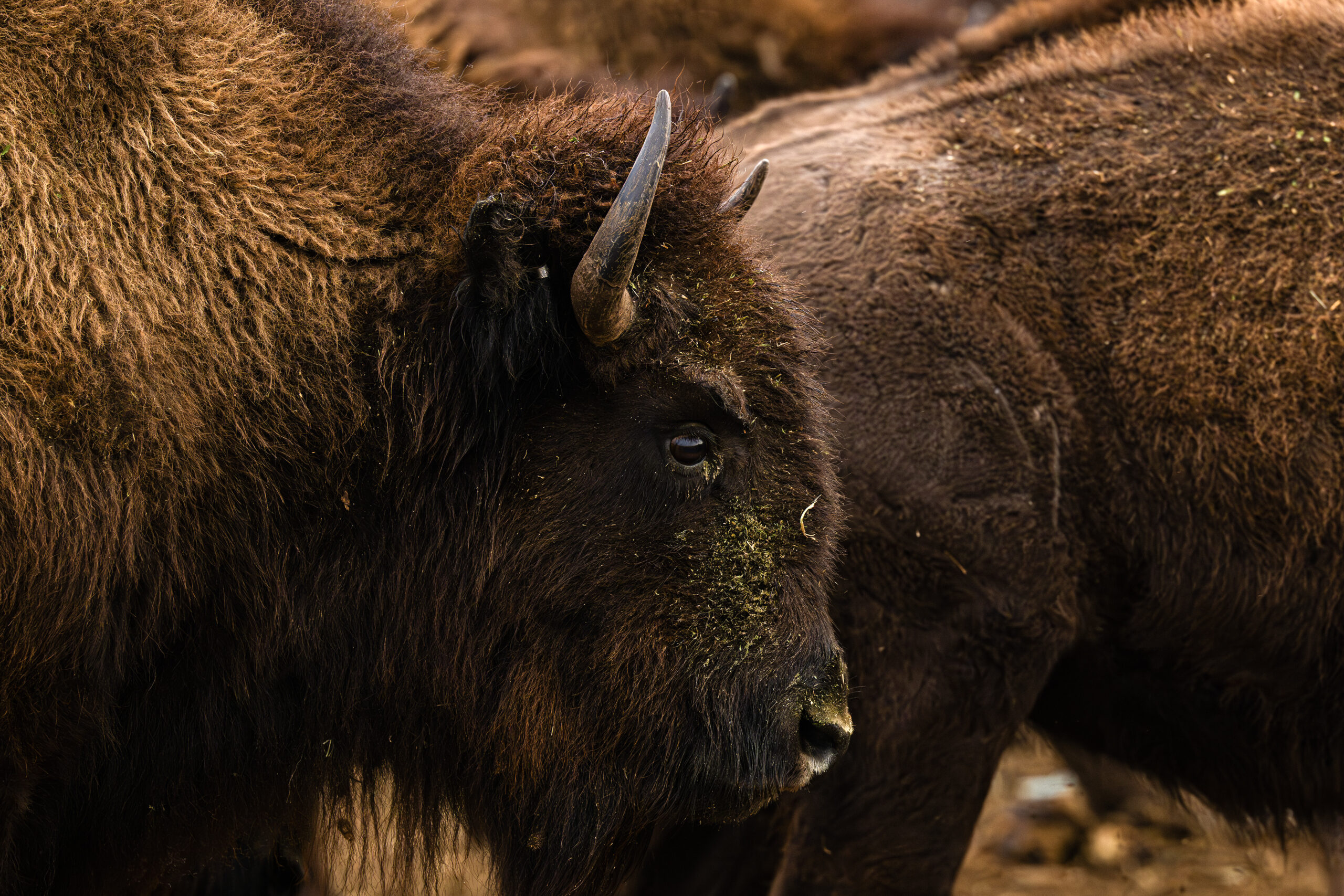 Bison_GJohn_036 (2)