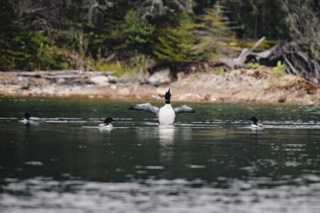 Four loons swim near the shore of a lake. One spreads its wings, mid-takeoff