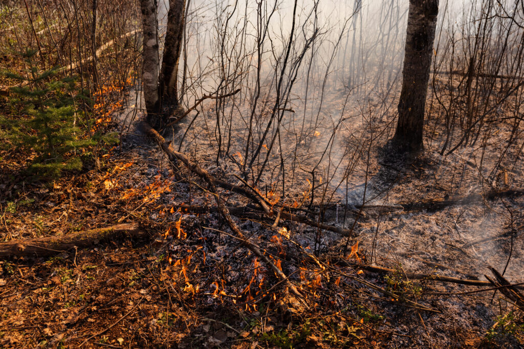 Flames burning the brush in a forest