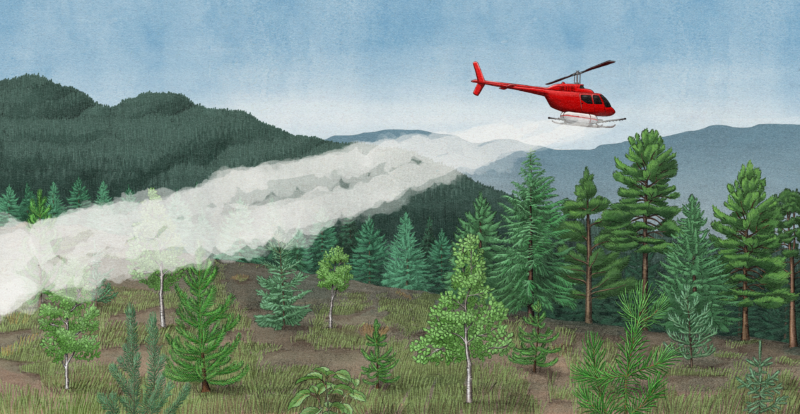 An illustration of a helicopter flying across a young forest spraying herbicides