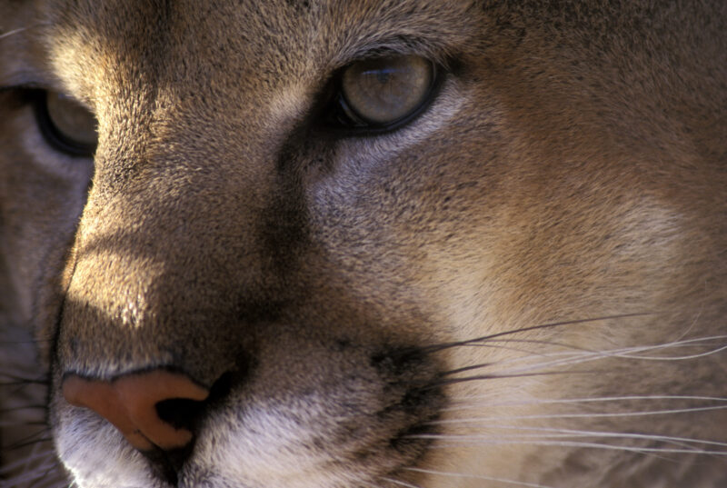 Close up of cougar face