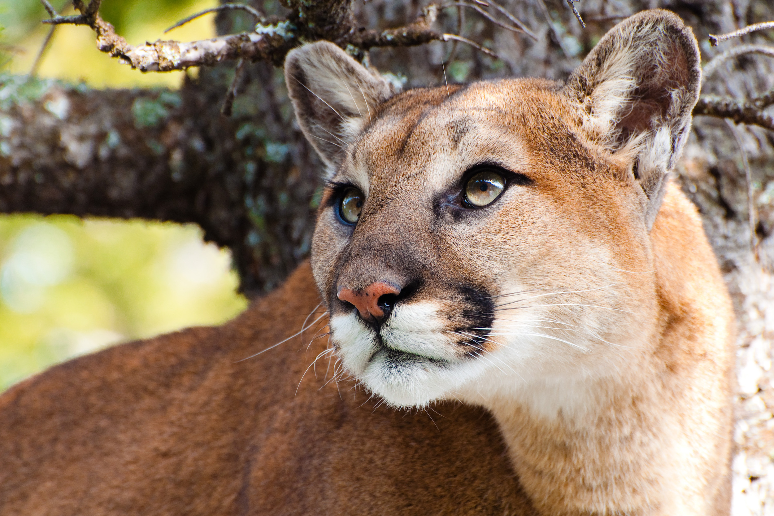 close up portrait of a cougar in a tree
