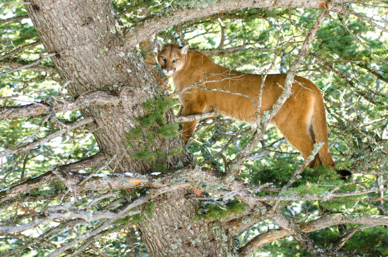 A cougar strands in a tree and looks at the camera