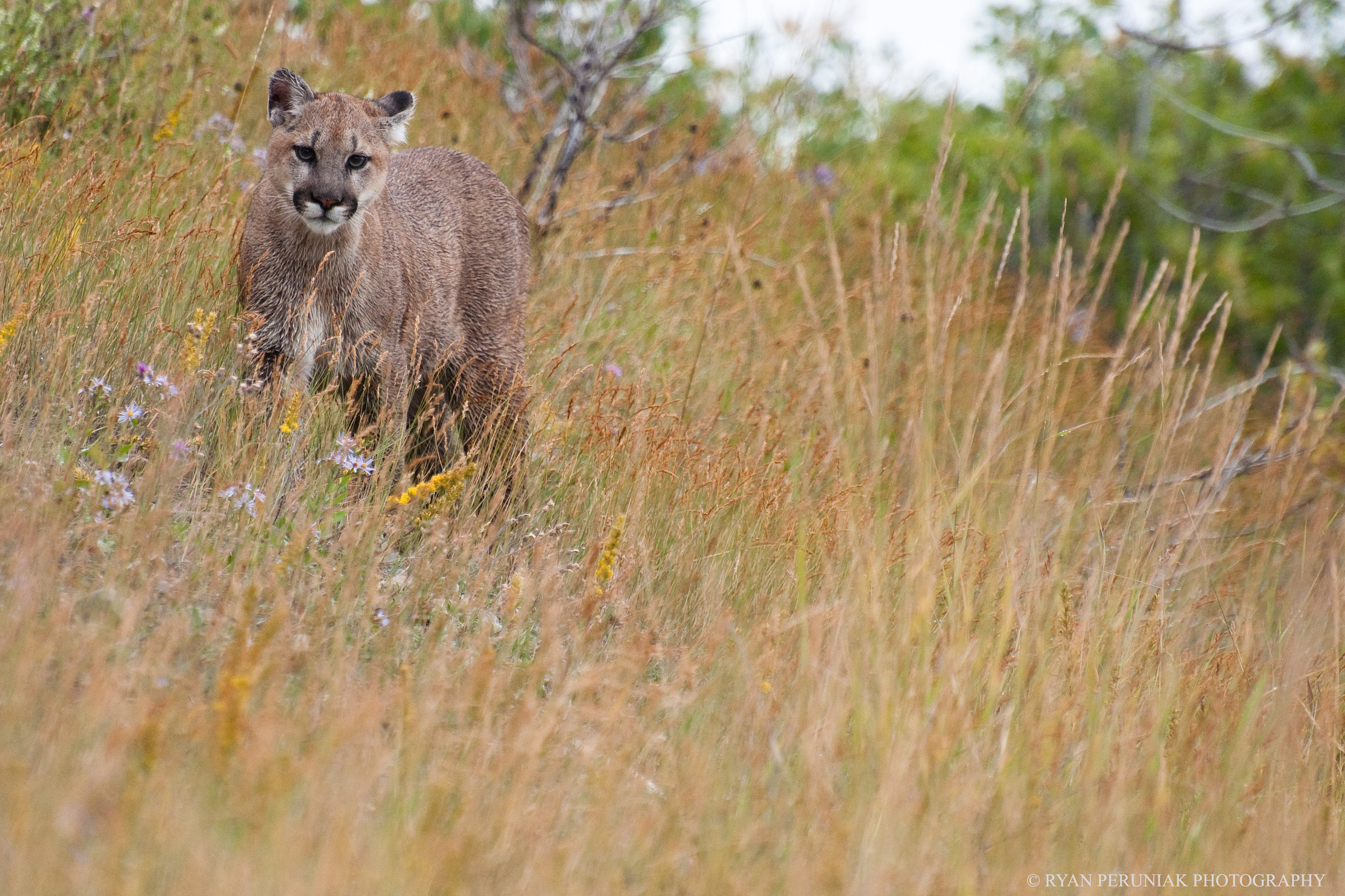 a cougar on the ground in grasses