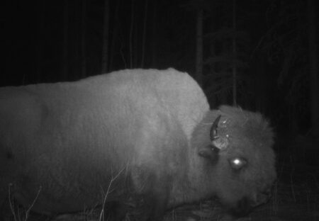 A wood bison, captured at night by a wildlife camera, appears ghostly on a darkened backdrop.