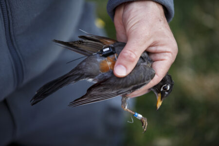 Hand holding a bird that has a tiny antenna strapped to its back