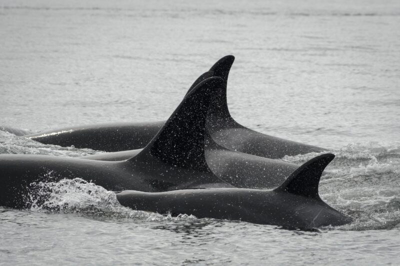 The backs and dorsal fins of three orcas rise out of grey waters