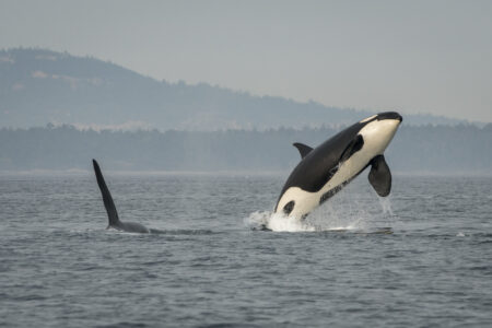 A photo of whales, with one black-and-white orca jumping out of the water.
