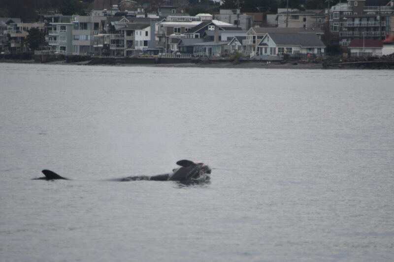 A killer whale photographed carrying her dead calf