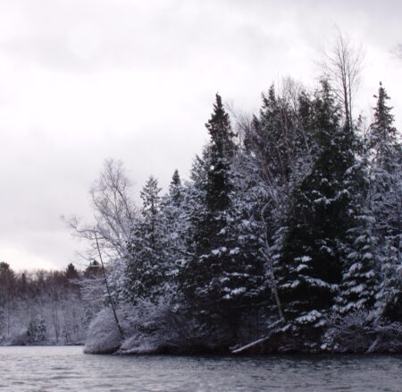 Snow-covered trees at the shoreline of a lake under cloudy skies
