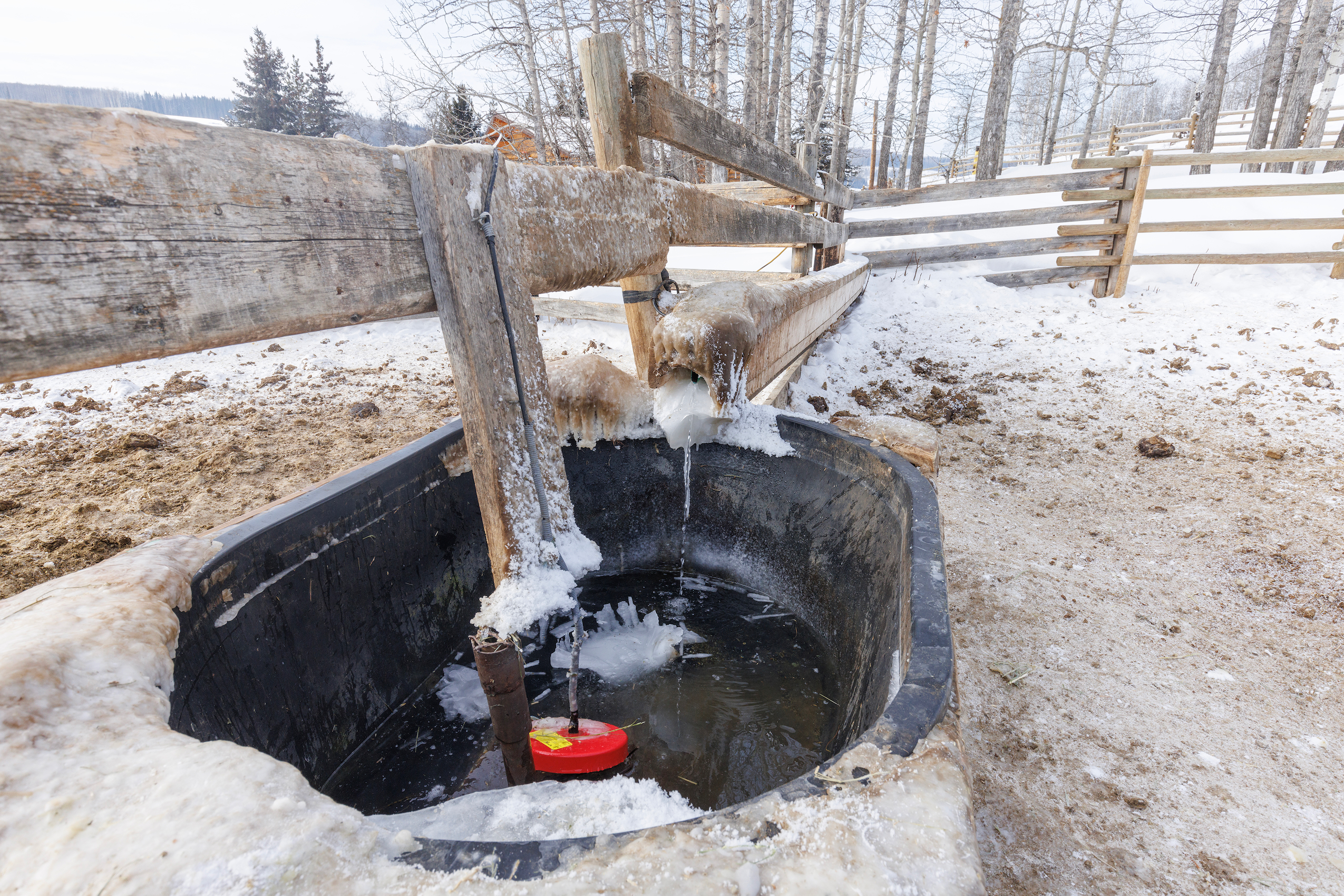a cattle water trough with only a trickle of water on the Dead Horse Creek Ranch in northeast B.C.
