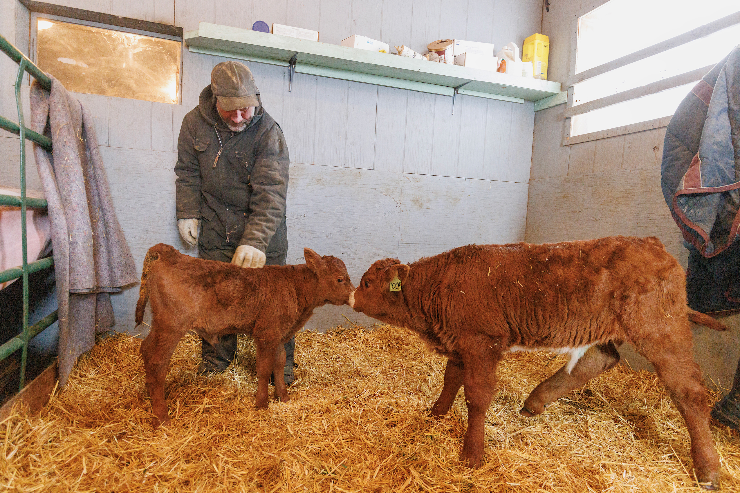 Rancher Matt Hedges checks a premature calf who was born following a fracking-induced earthquake