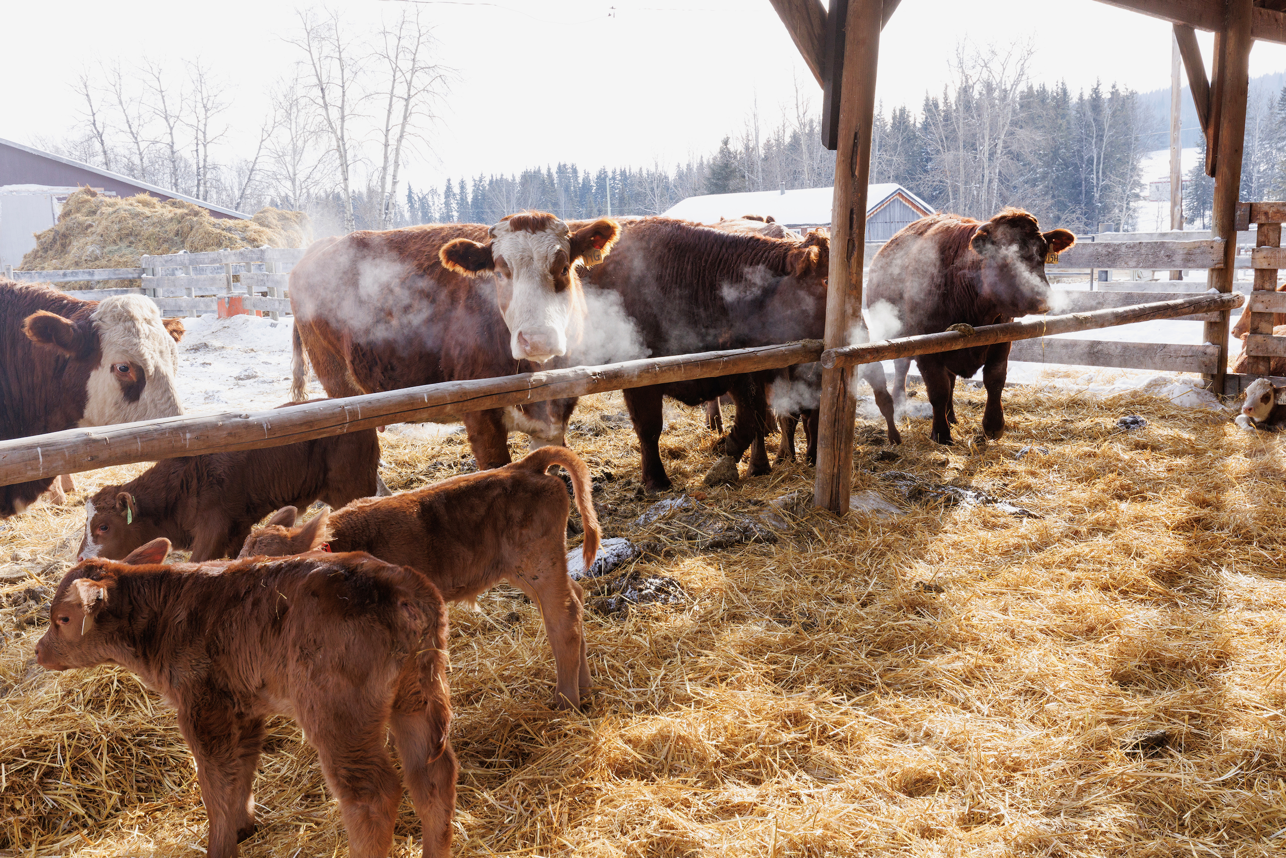 Cattle breathing steam in the cold on the Dead Horse Creek Ranch in northeast B.C.