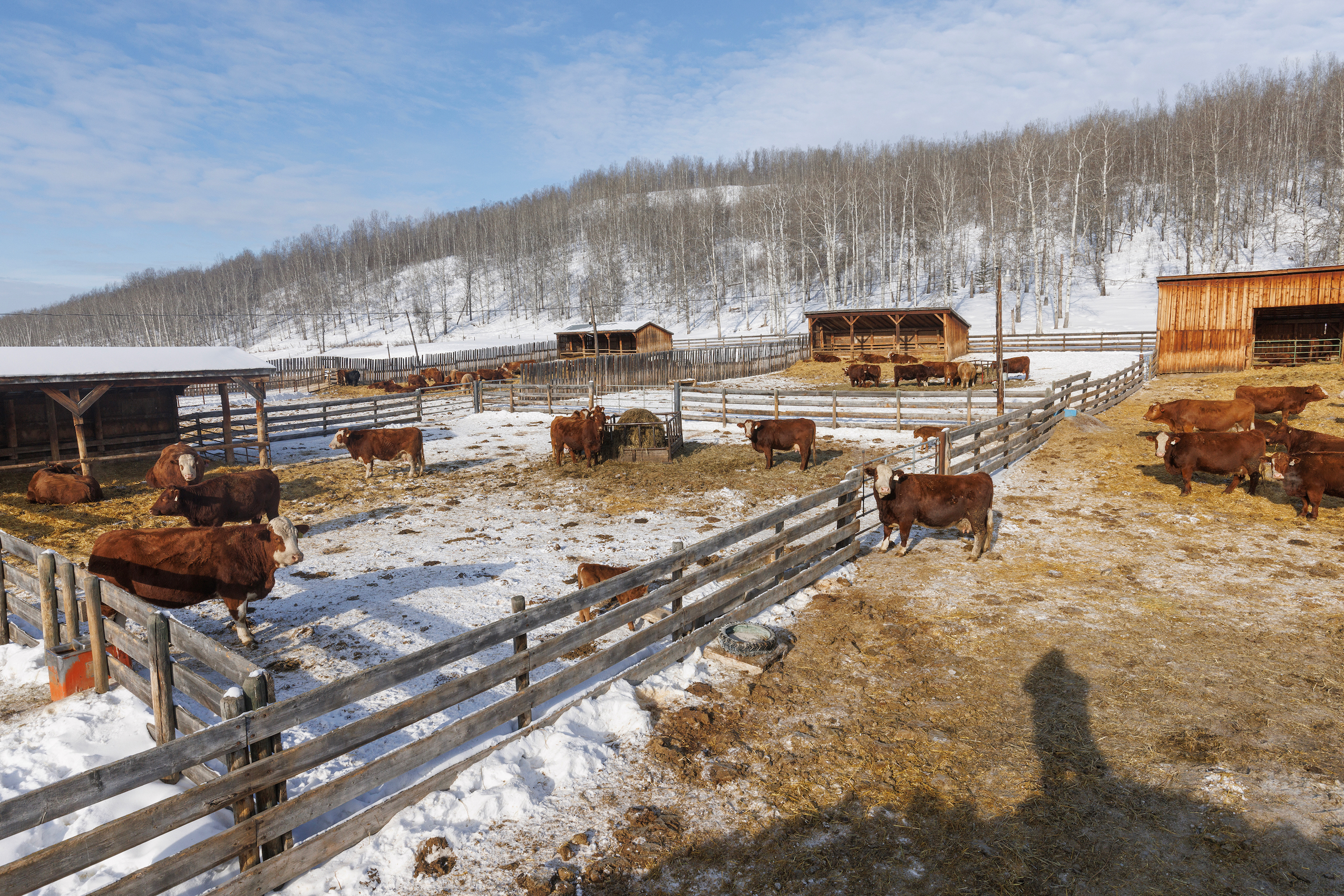 pregnant cattle standing outside at Dead Horse Creek Ranch in northeast B.C.