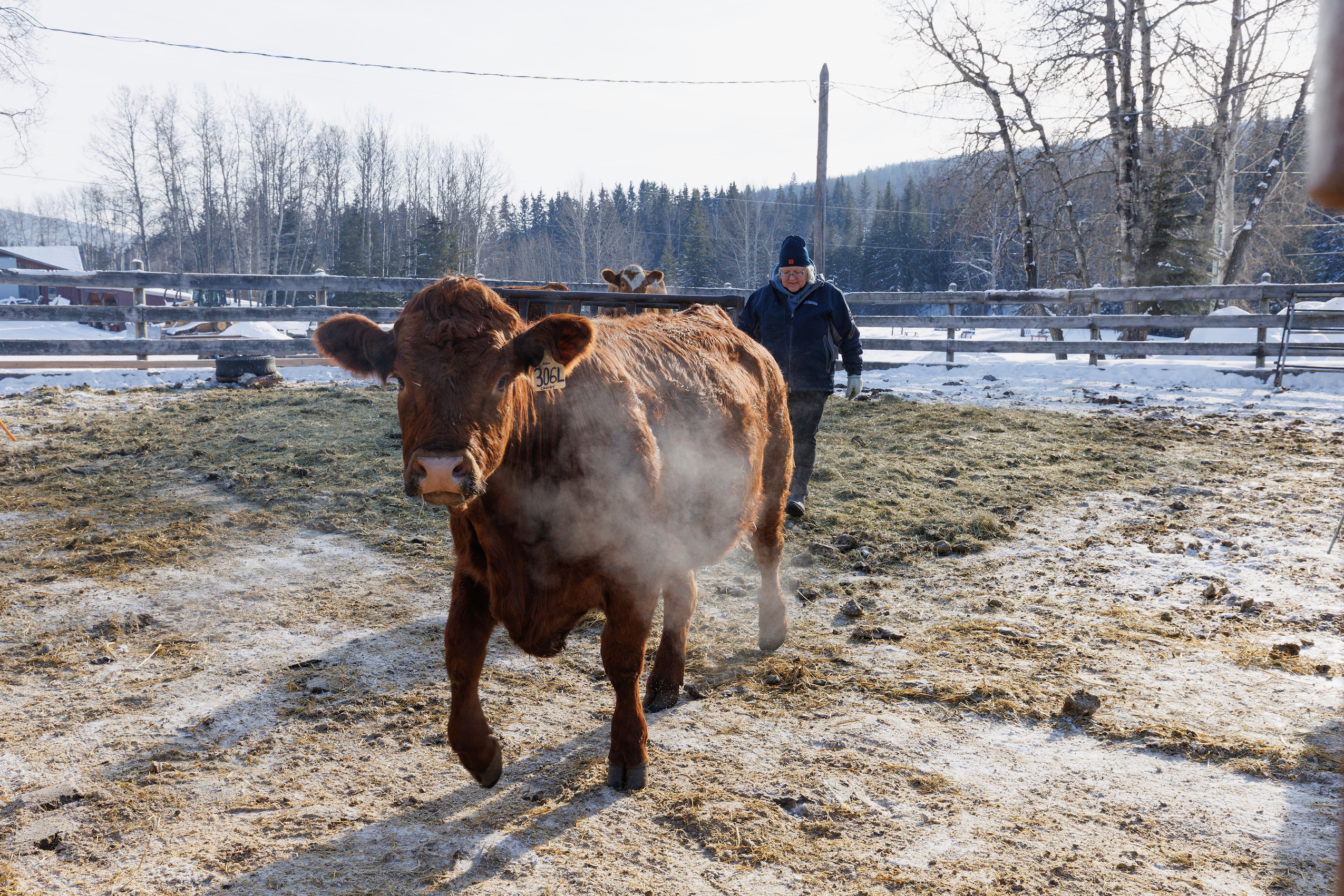 Rancher Angela Hedges check on cattle on Dead Horse Creek Ranch