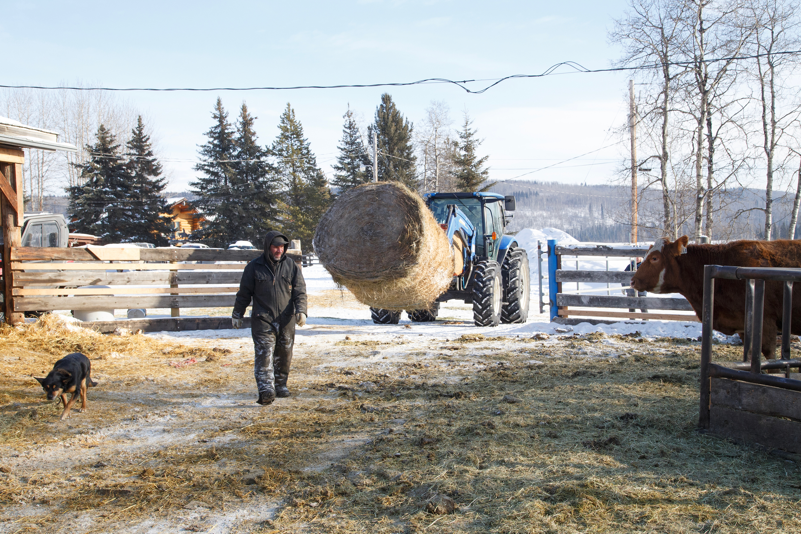A tractor moves hay to feed cattle on Dead Horse Creek Ranch in northeast B.C.