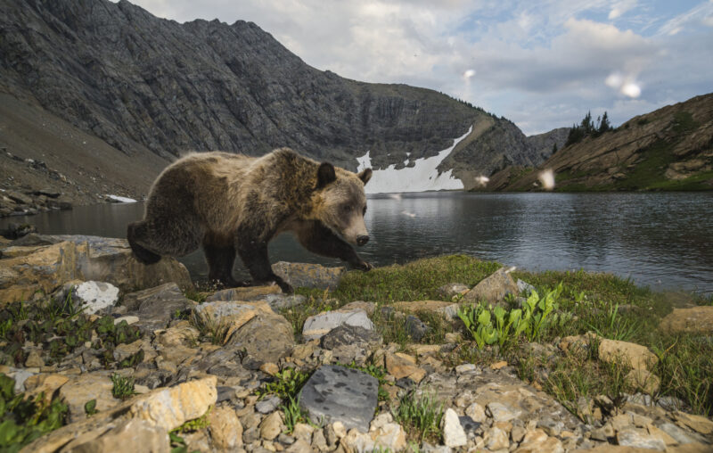 A grizzly walks along the rocky shores of an alpine lake, with the rocky ridge of a mountain visible in teh background, below cloudy blue skies, the area being considered for conservation is an important wildlife corridor