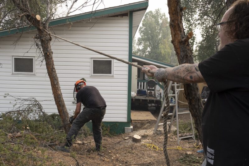 A man pulls on a thick rope tied to a tree while another man uses a chainsaw at the base of the tree, which stands very close to a small home