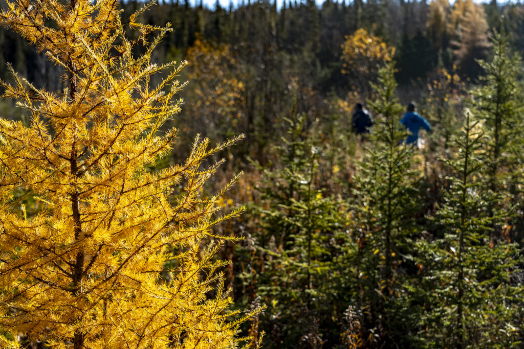 A golden tamarack in the fore ground with two men walking through the bush behind it